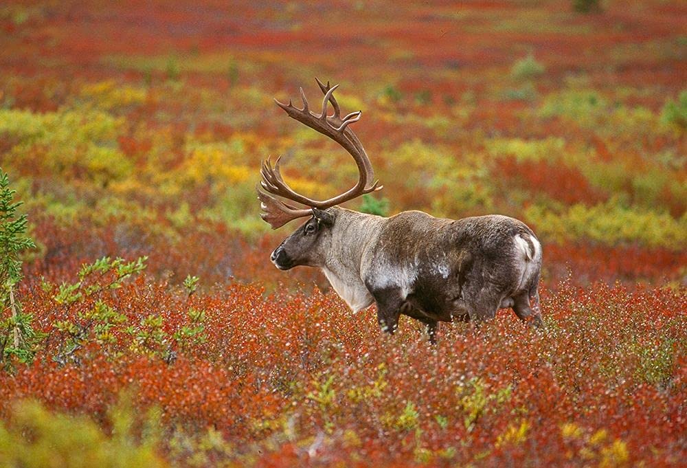 Caribou Tundra