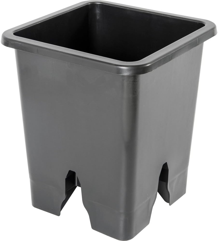 ココスヤシ 根鉢上から170cm ココスヤシ 約80cm 10号鉢入り | PALM