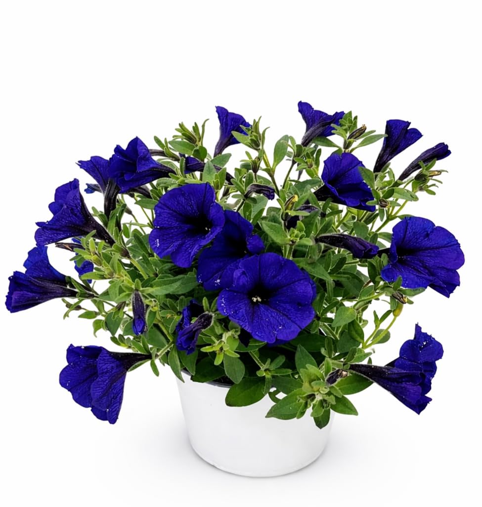 POWERS TO FLOWERS - PETUNIA, POTUNIA, SURFINIA COMPATTA BLU - 3 PIANTE VASO 14CM DIAMETRO, piante vere