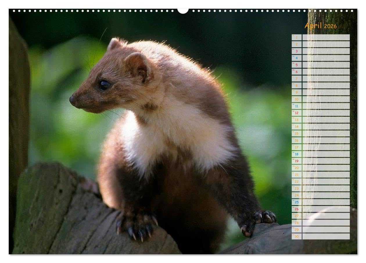 Tiere des Waldes (hochwertiger Premium Wandkalender 2026 DIN A2 quer), Kunstdruck in Hochglanz: Naturkalender mit 13 Tiermotiven (CALVENDO Tiere)