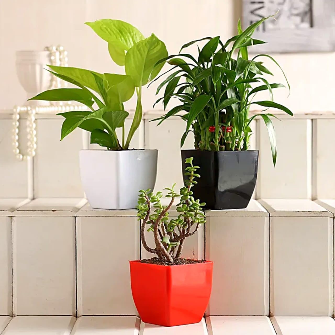 EcoEverGreen Combo 3 Live Air Purifying Indoor Plants for Home Decoration with Pot (Mini Jade, Lucky Bamboo, Money Plant Green) (Pack of 3 live plant)-image-22