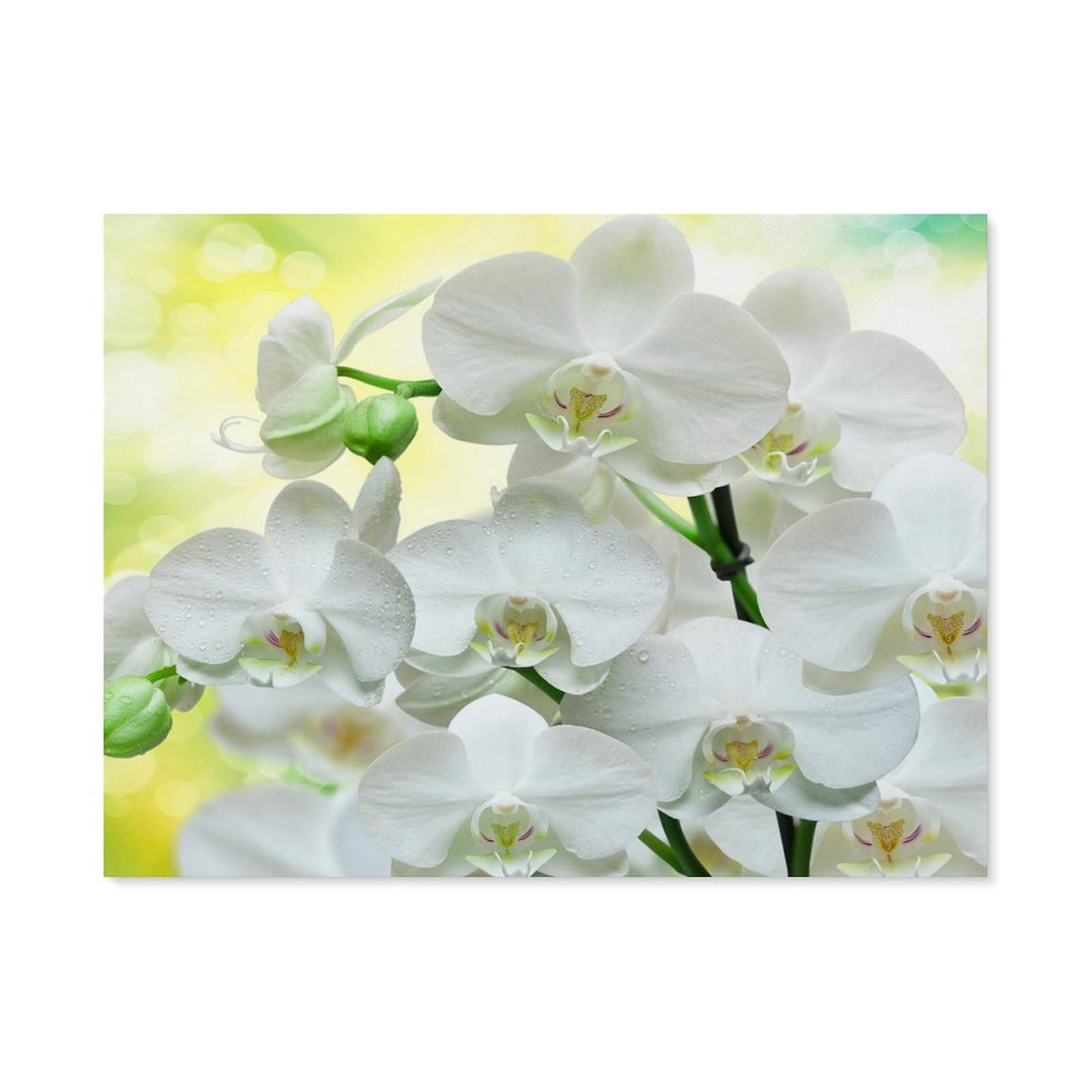 BEAYODKP Paint by Numbers for Adults，White Orchid，DIY Paint by Numbers Kits for Adults Kids on Canvas with Brushes and Acrylic Pigment Oil Painting Kits Home Decor Gift(20x30cm) 7.8x11.8 inches-A17