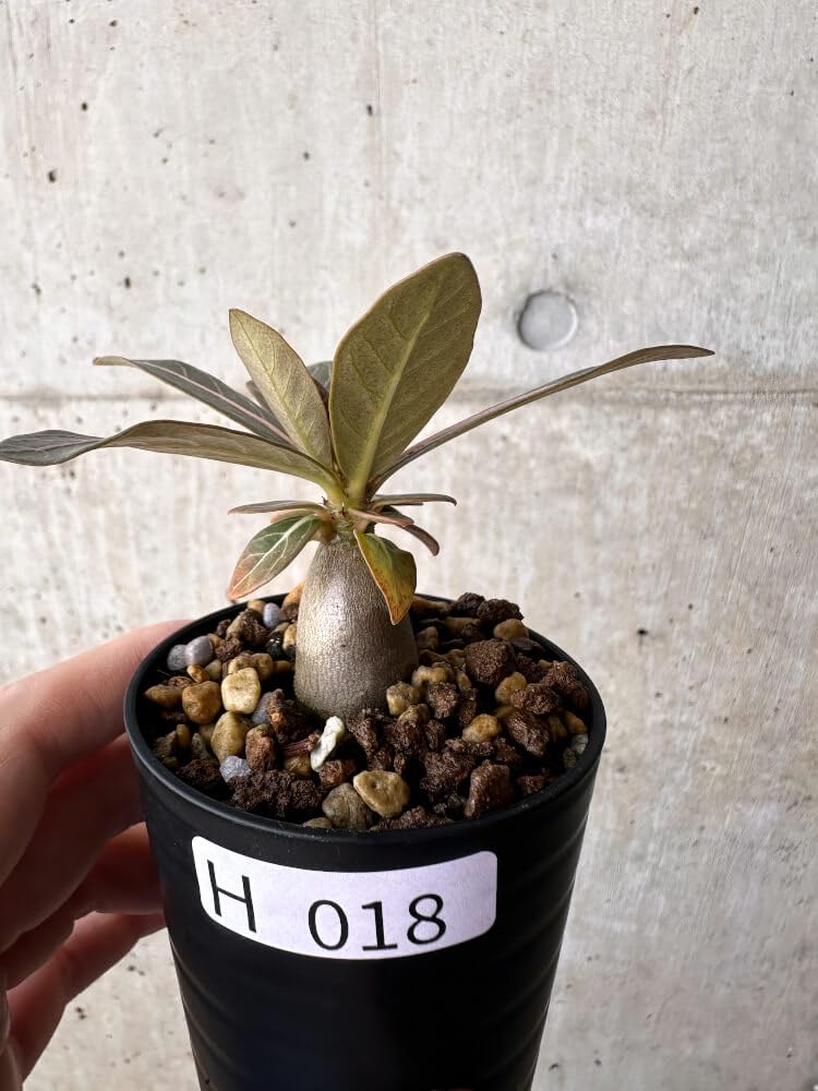 Amazon｜【現品限り】アデニウム・ソコトラナム 実生【H18】 Adenium