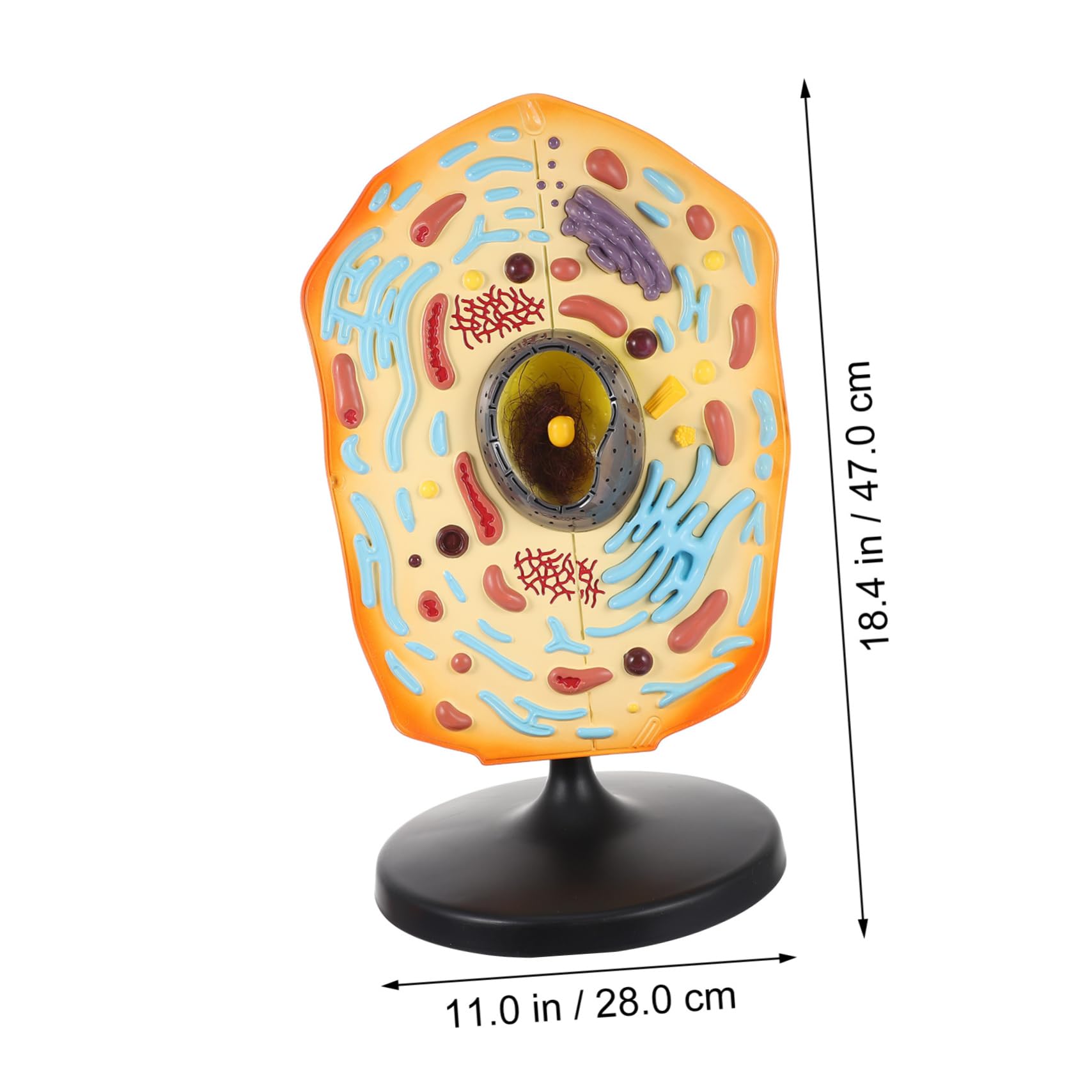 WOONEKY Anatomie Detaillierter Unterricht Biologieunterricht mit Zellstruktur für ABS Tierzellmodell aus Geeignet Lernen und Forschen zum im Naturwissenschaftlichen