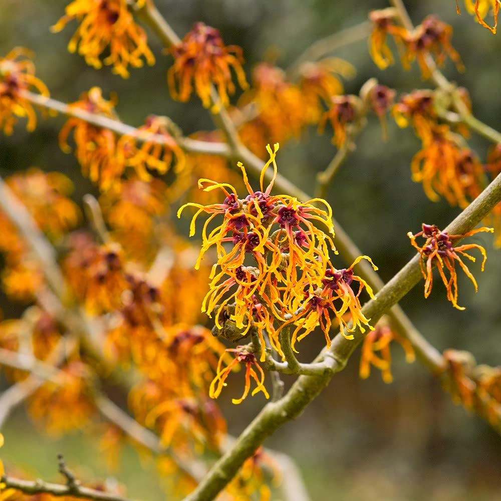Hamamelis Intermedia Jelena Garden Plant Hardy Shrub Flowering Garden Plants Easy to Grow Your Own 3X 9cm Potted Plant by Thompson and Morgan.