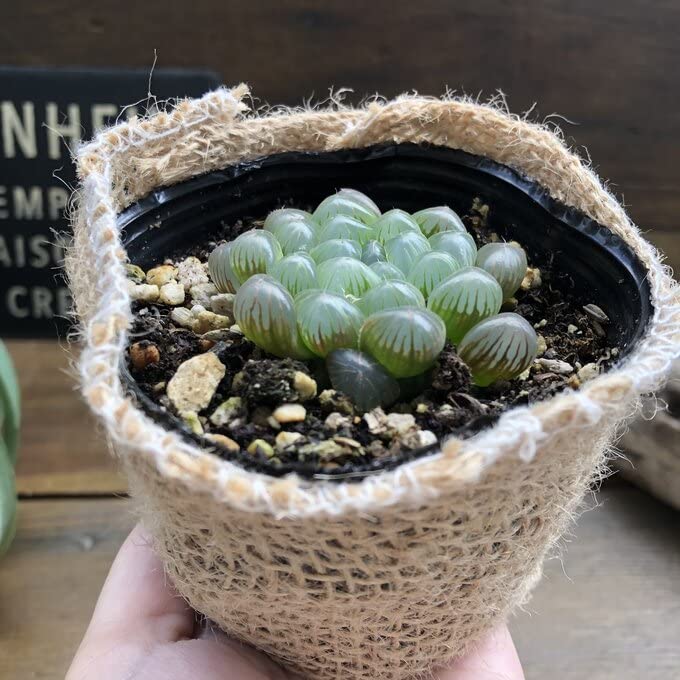 Amazon.co.jp: オブツーサ ハオルチア 美しい 多肉植物 : DIY・工具