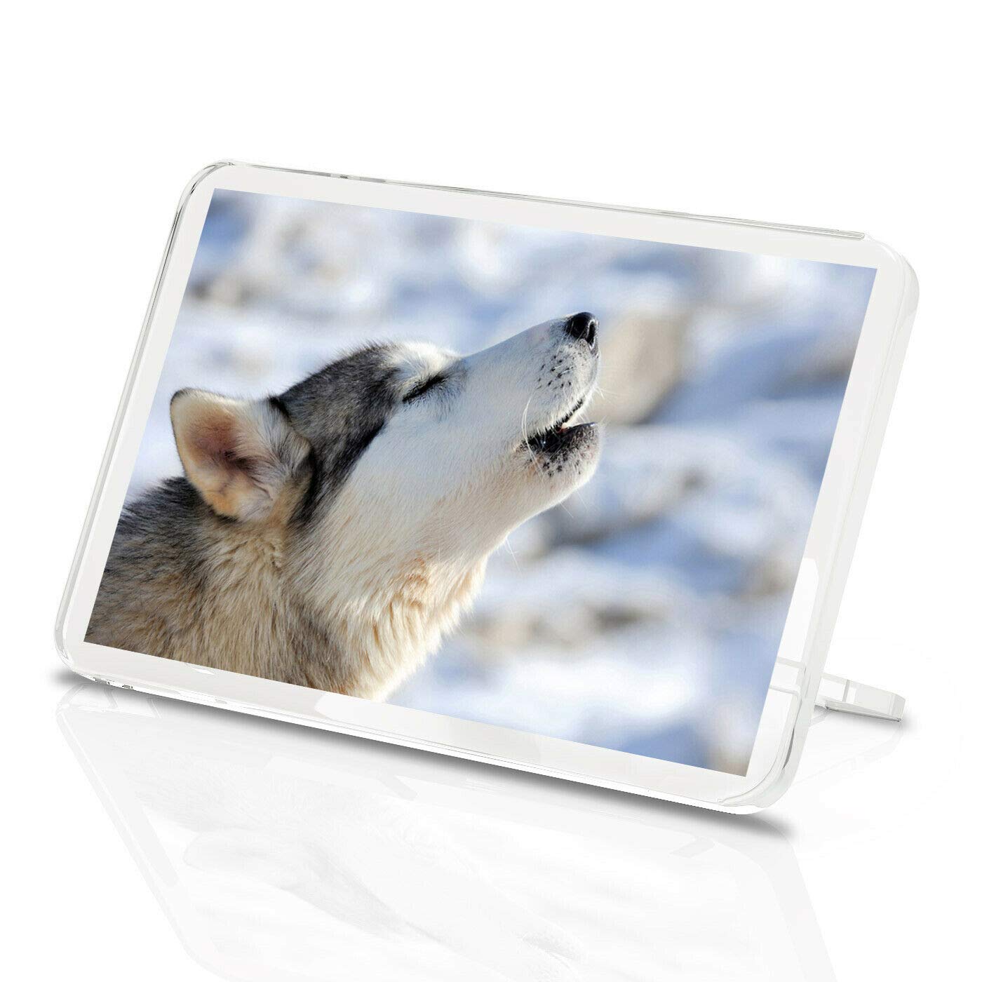 Destination Vinyl Magnets Multicolor 1 X Fridge Magnet -Howling Husky Wolf Classic Fridge Magnet - Wild Wolves Dog Winter #8556