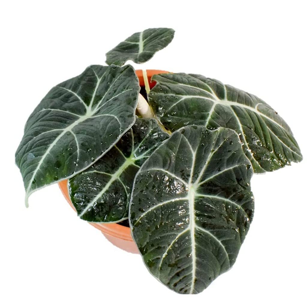 OhhSome Indoor Home Plant Alocasia Black Velvet Plants Live With Pot Oxygen Plants|Living Room|Living Room|Table|Live Plant|Home Décor (Healthy Plant) (B09L88LMF6) Amazon Price History, Amazon Price Tracker