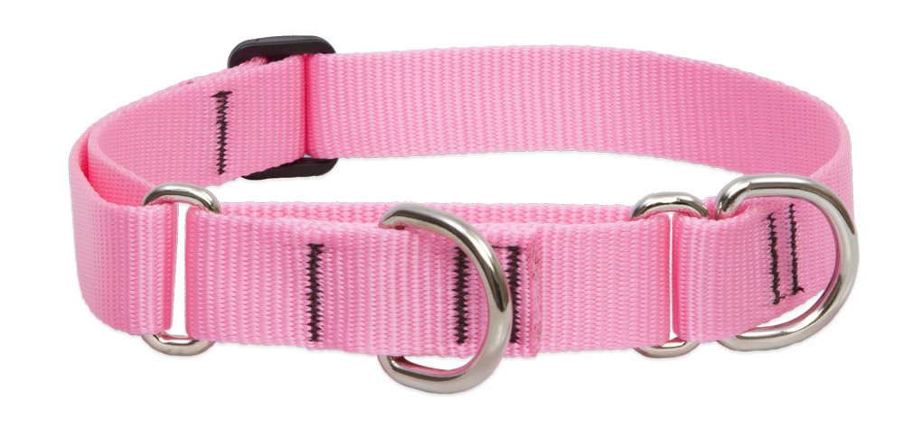 Collier combo motif Lupine : empêche votre chien de fuir et de tirer en laisse