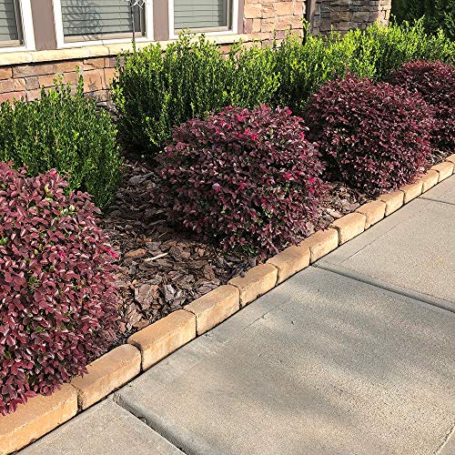Southern Living Diamond Loropetalum, 2 Gal, Burgundy Foliage And Red Blooms (Red Diamond) #TOP3