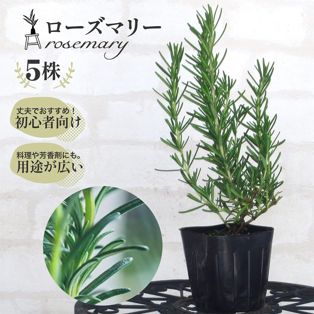 Amazon.co.jp: 【 5株 】 立ち性 「 ローズマリー 苗 」9.0cmポット
