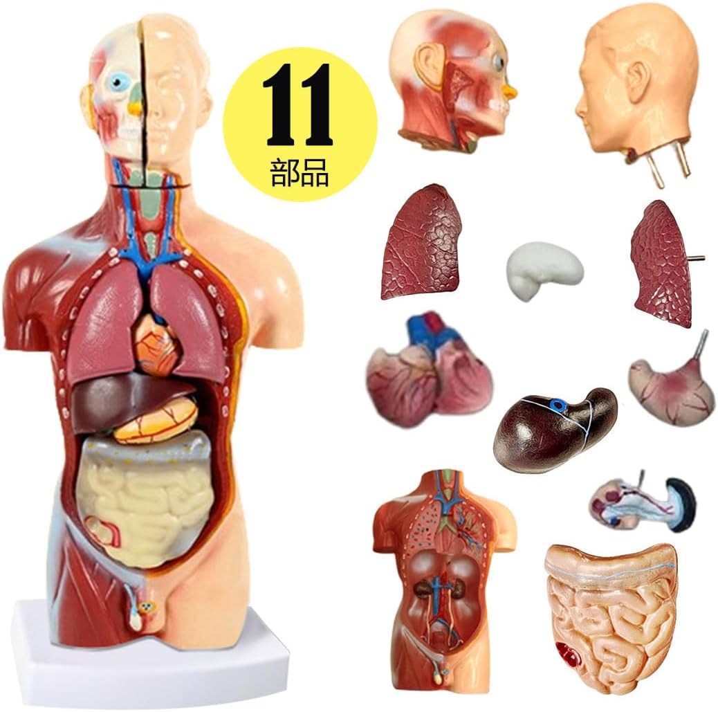 人体模型 [全12パーツ（台座を含む） 45㎝] ユニセックスモデル 人体解剖図