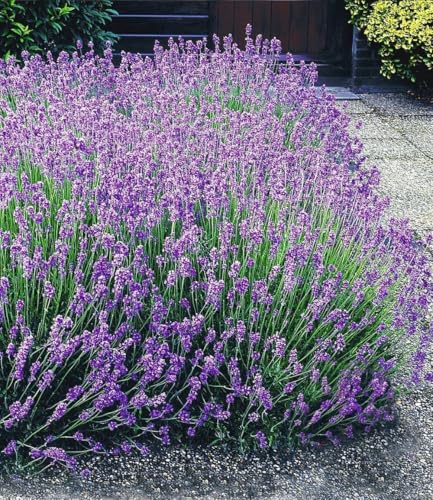 BALDUR Garten 3x Blauer Lavendel Duftlavendel Pflanzen mit 9x9 cm-Topfballen Lavandula intermedia Grosso Lavendel Provence winterharte Staude trockenresistent mehrjährig bienenfreundlich