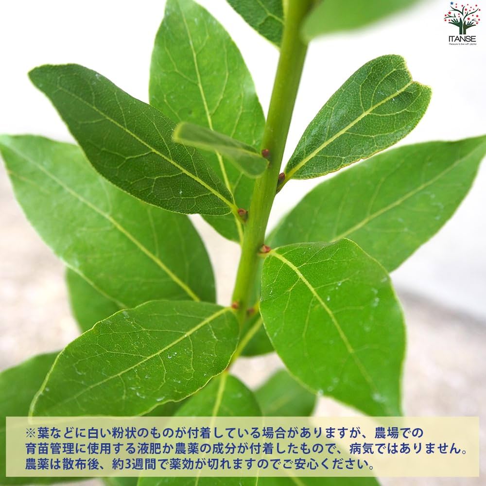 Amazon.co.jp: ITANSE ローリエ(月桂樹) 10.5cmポット 2個