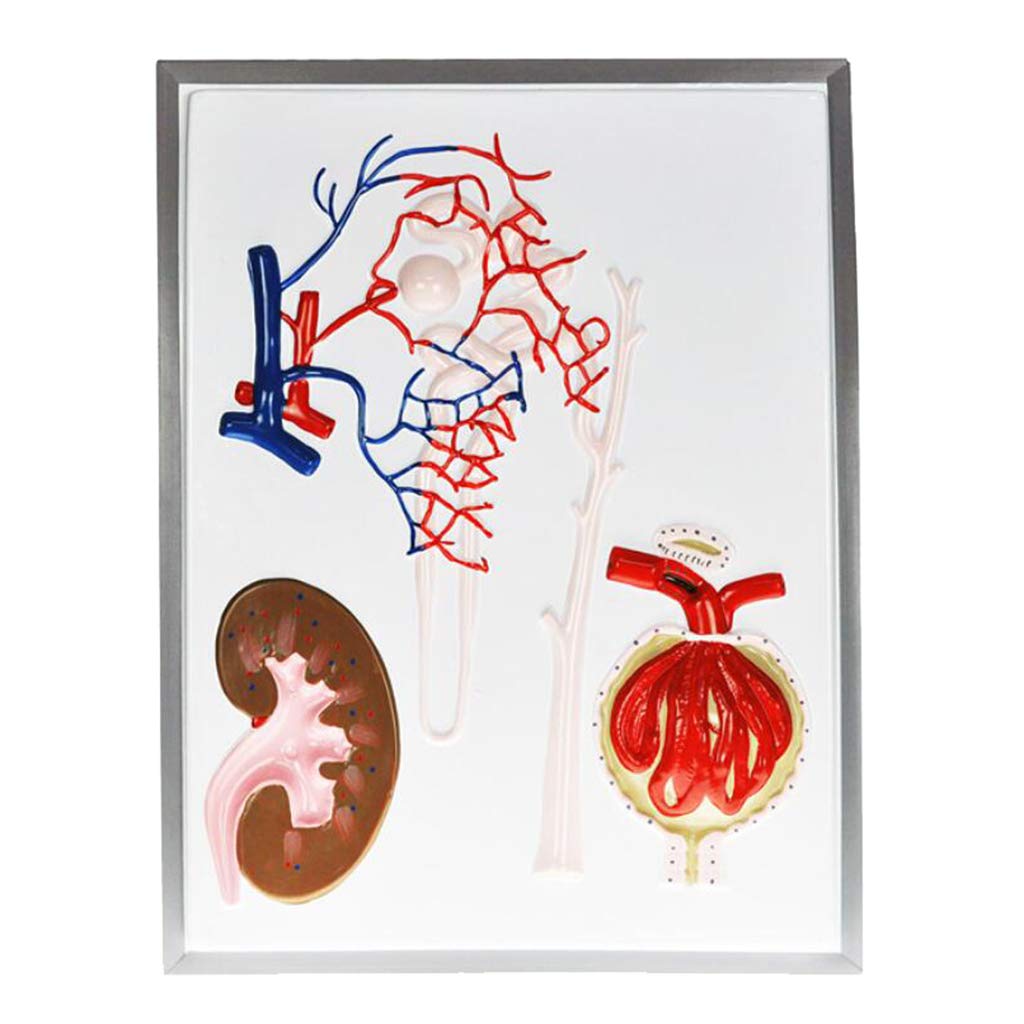 Sjdopulse Light Unit And Renal Corpuscle Model - Anatomy Renal Unit And Renal Corpuscle Model - Human Organ Anatomical Model For Science Classroom Teaching Medical Model
