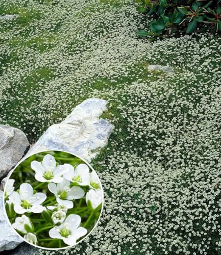 BALDUR Garten 15x Winterhartes Sternmoos, Pflanzen im 9x9 cm-Topf, immergrüner Bodendecker mit Sternblüten, bildet dichte Teppiche im Garten, pflegeleicht & anspruchslos, winterhart, mehrjährig