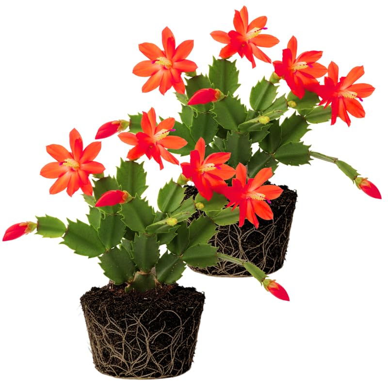 2 Red Christmas Cactus Plants Live