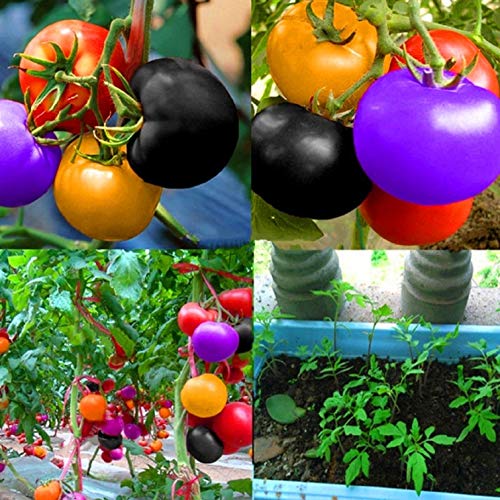 100 pcs Non GMO Heirloom Seeds Rainbow Tomato Plant Seeds Organic Vegetable Seeds For Planting 100 pcs Non GMO Heirloom Seeds Rainbow Tomato Plant Seeds Organic Vegetable Seeds For Planting