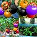 100 pcs Non GMO Heirloom Seeds Rainbow Tomato Plant Seeds Organic Vegetable Seeds For Planting