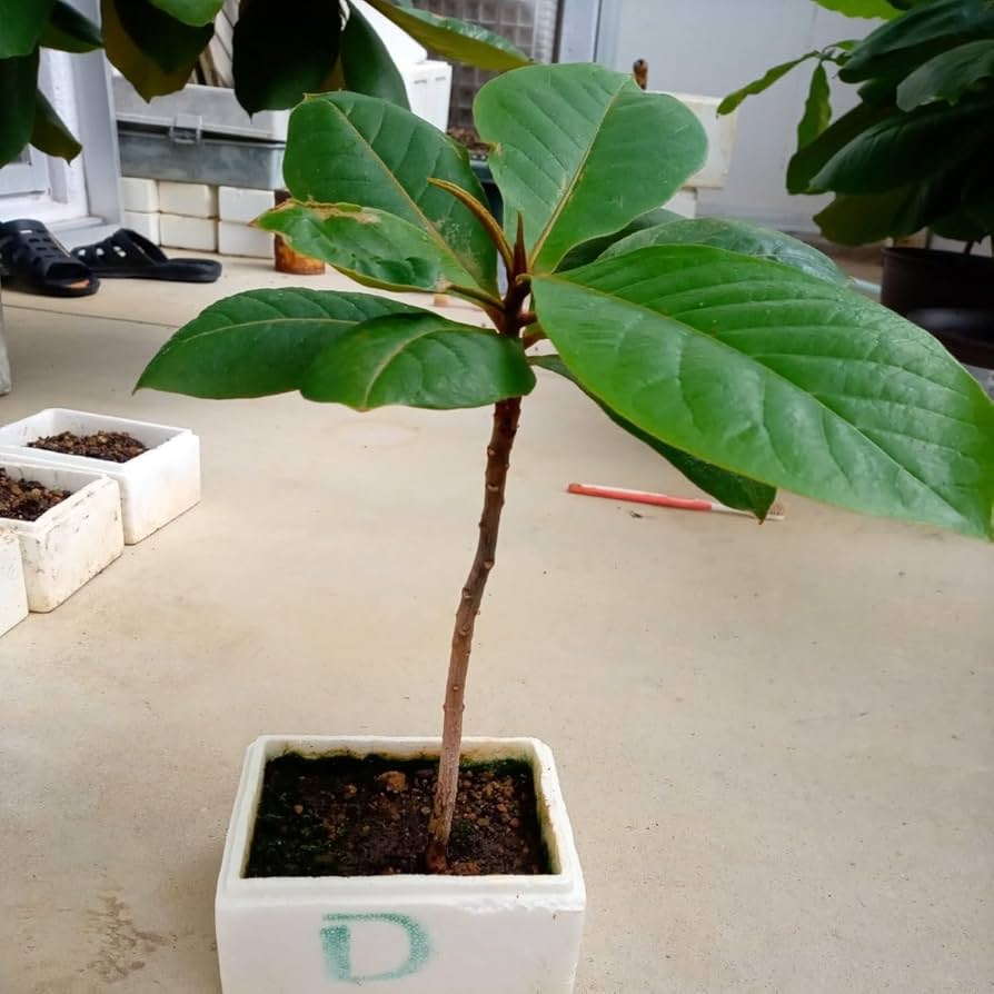 モモタマナ 沖縄県産 無農薬花が咲きました5年育成 屋内様に改良 Amazon.co.jp: モモタマナ1年育成1株 屋内様に改良した苗 種5個