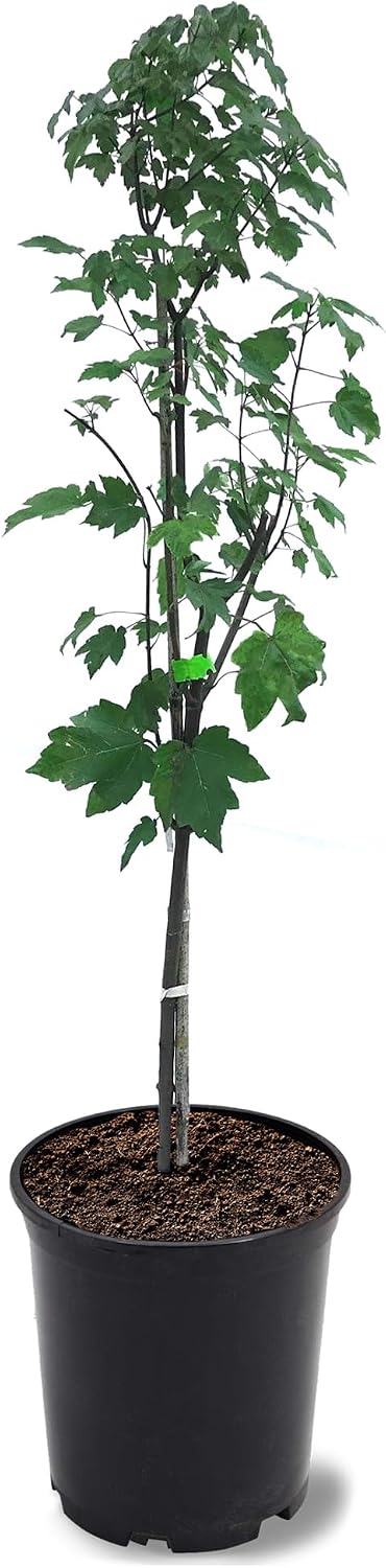 American Plant Exchange Red Maple Tree, 1 Gallon Pot, 1-1.5ft Tall, Live Outdoor Landscape Garden Plant, Stunning Red Leaves, Cold Hardy, Fast Growing Shade Tree