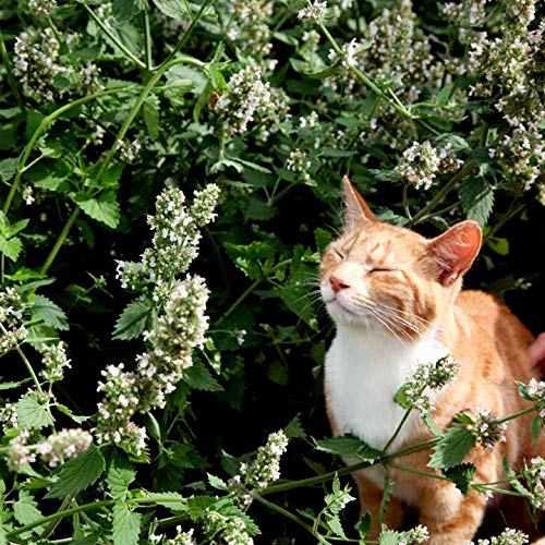 Catnip Seeds for Planting Catmint Lemon Catnip Nepeta Cataria
