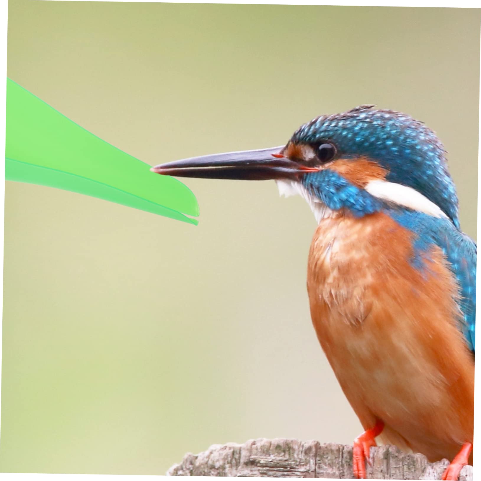 Verstelbare Opknoping Water Voedsel Feeder Papegaai Voeden Kom Vogels Drinken Cup (S