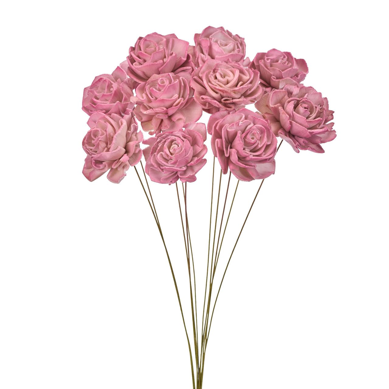 Amazon｜大地農園 ソーラーダリア・ツートン カシスピンク 約L25cm/花 