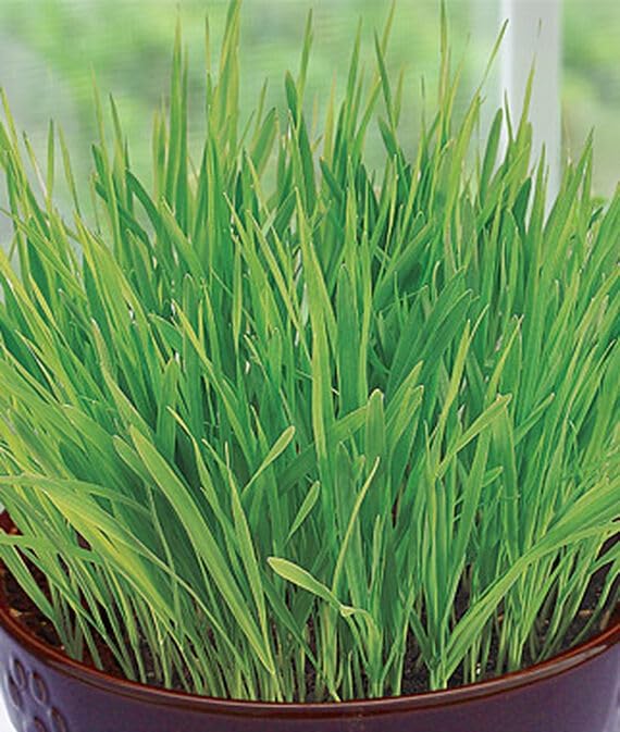 Cat Grass-(120 Seeds)