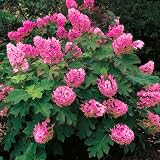 Pink to Red Oakleaf Hydrangea Live Plant, Garden Bush, 6-12 Inch Tall