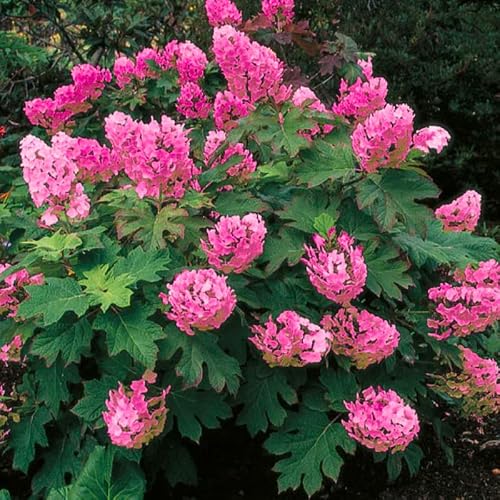 Oakleaf Hydrangea Tree