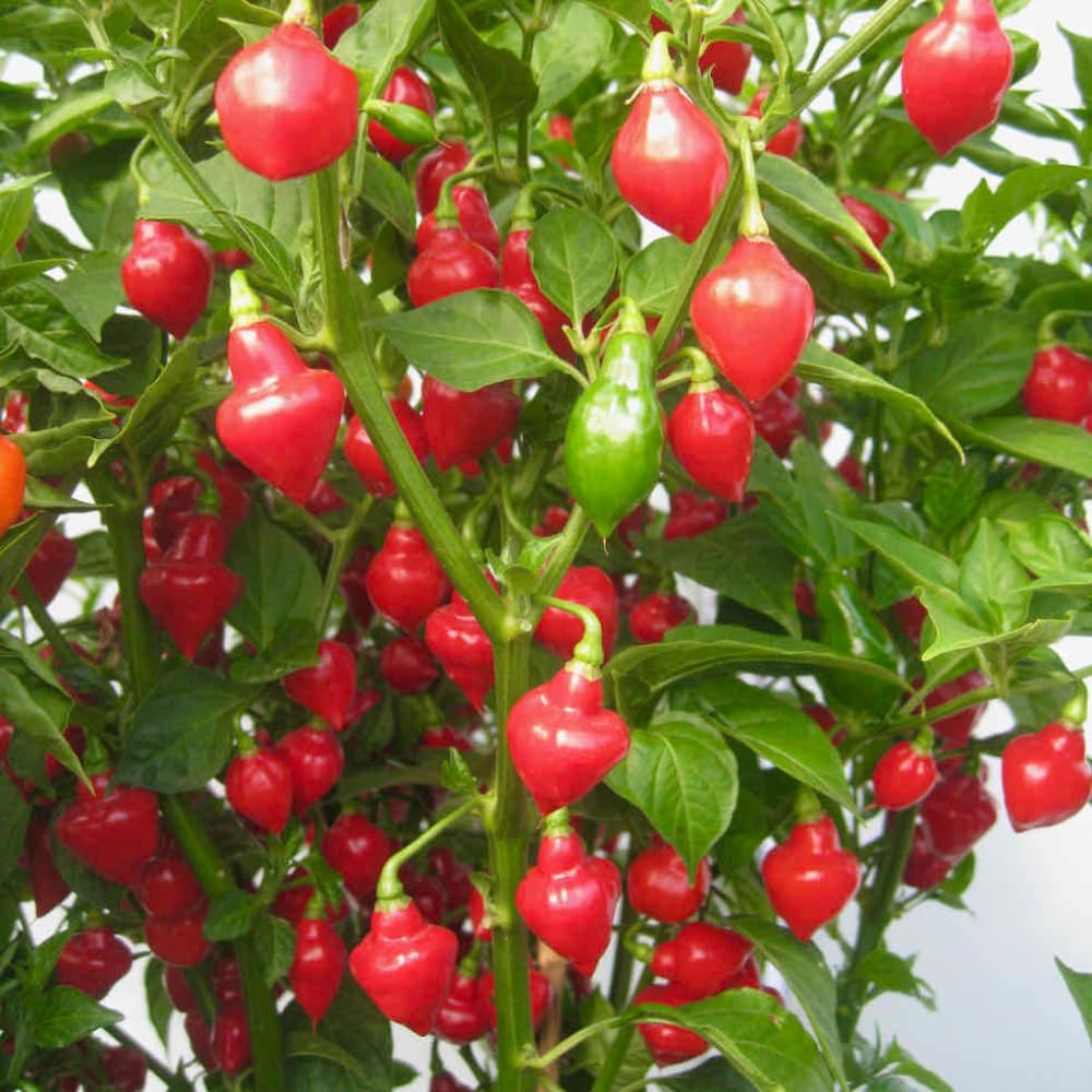 Chilli Pepper 'Spinning Tops' X3 Plug Plants for Potting on