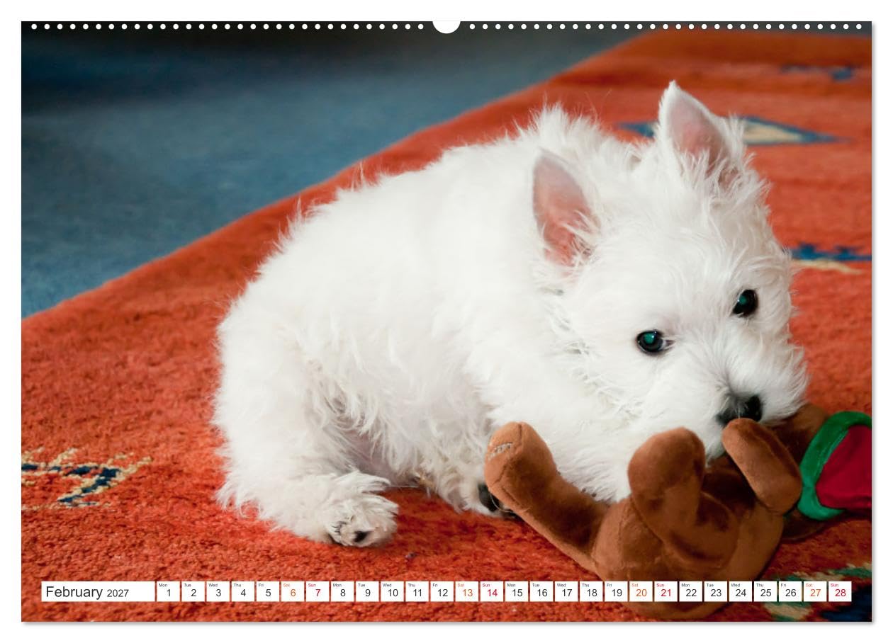 West Highland White Terrier - Your charming companion (Wall Calendar 2027 DIN A2 landscape), CALVENDO 12 Month Wall Calendar: Beautiful shots of the ... the year with this monthly calendar.