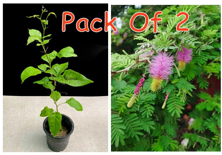 Roottrick Shami and Bel Tree Bilva Patra leaves Plant (pack of 2) (B0CGXJ9VD5) Amazon Price History, Amazon Price Tracker