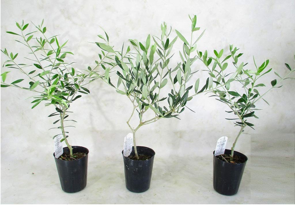 Amazon | オリーブ 苗木 おまかせ 3種（本）セット 全高：約40