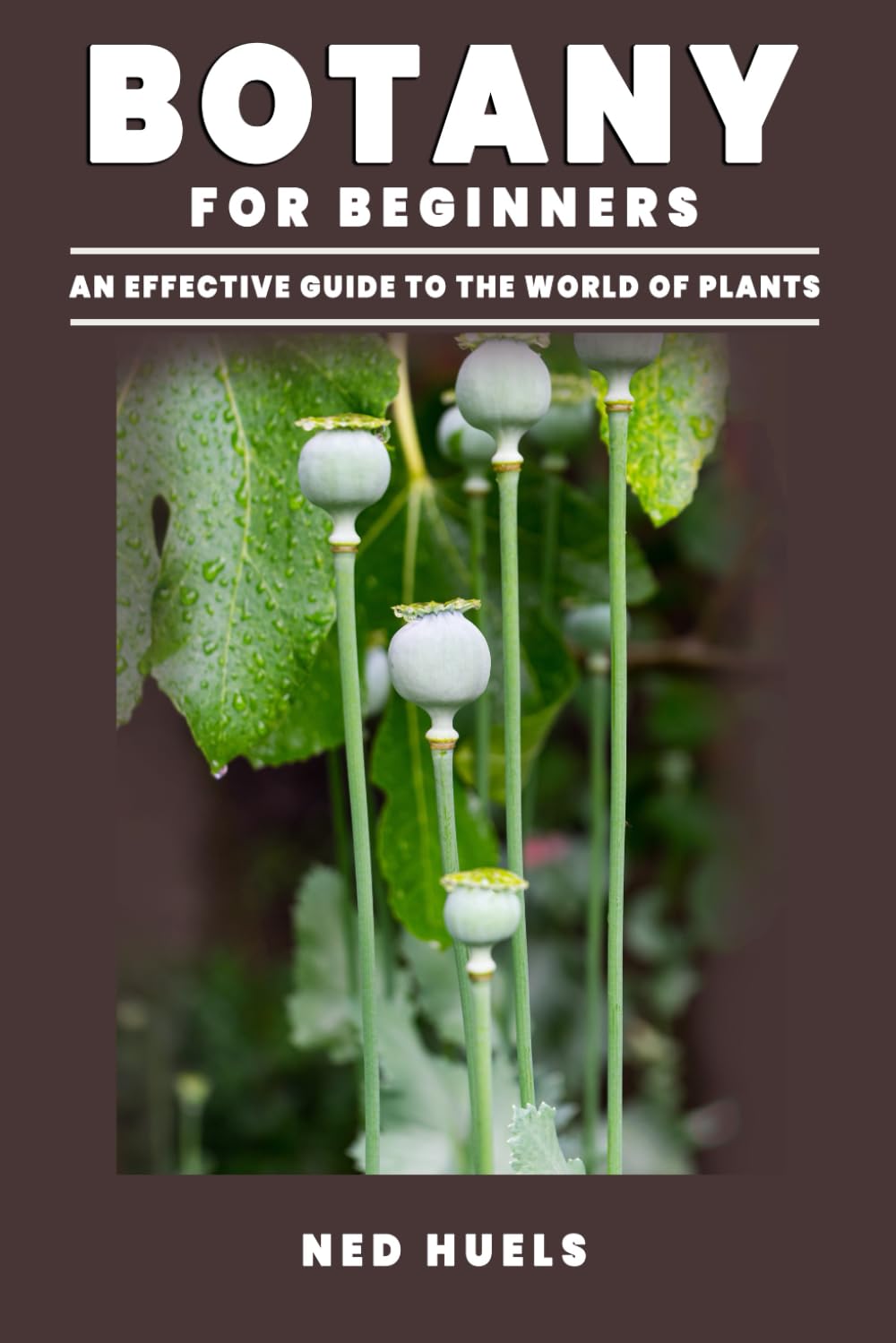 Botany for Beginners: An Effective Guide to the World of Plants