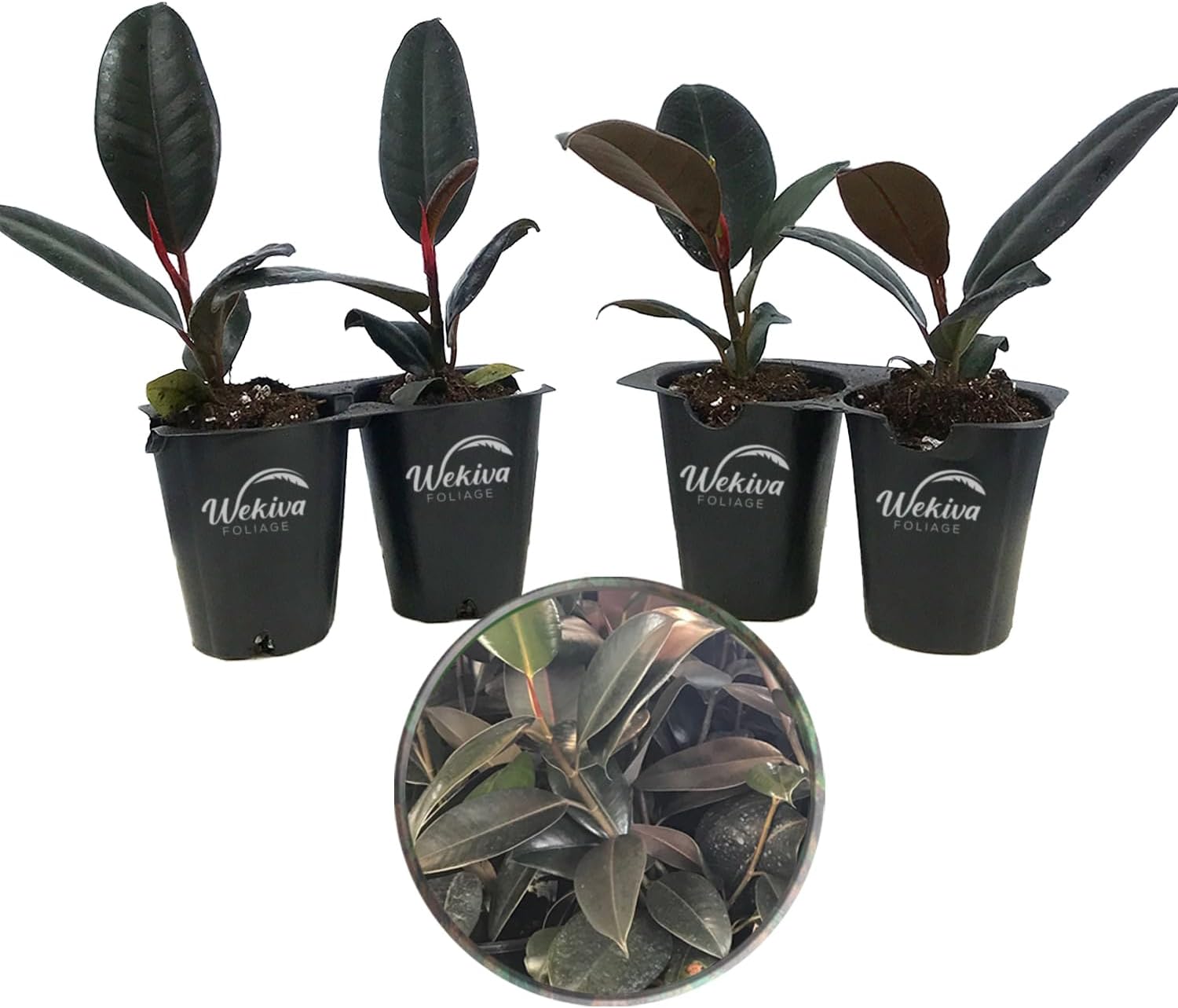 Burgundy Ficus Tree - Rubber Tree - 4 Live Starter Plants in 2 Inch Pots - Ficus Elastica - Stunning Easy Care Interior Houseplant
