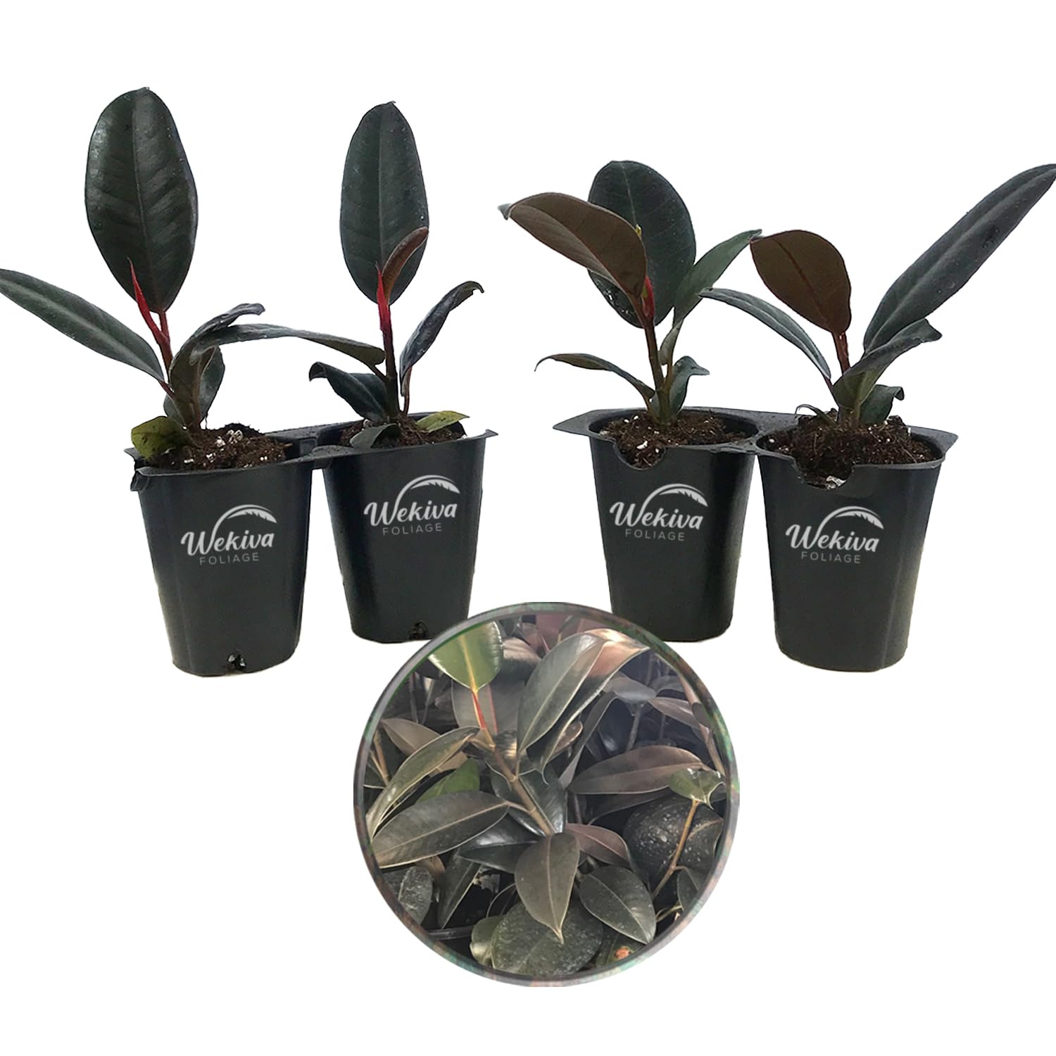 Amazon.com : Burgundy Ficus Tree - Rubber Tree - 4 Live Starter Plants in 2  Inch Pots - Ficus Elastica - Stunning Easy Care Interior Houseplant :  Patio, Lawn & Garden