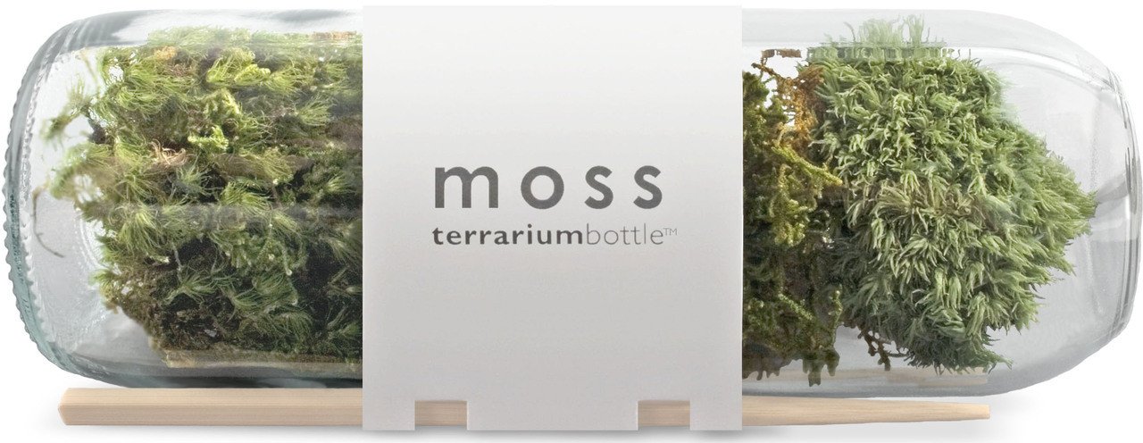 Moss Terrarium