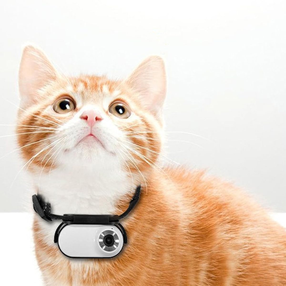 Cámara de acción con collar para gatos y perros, sin necesidad de wifi, para uso en interiores y exteriores, color blanco