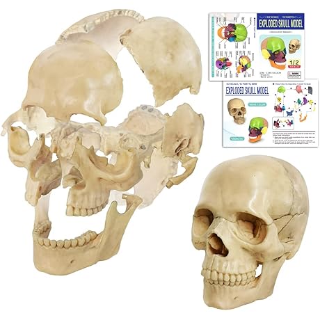 BeauChene Skull Anatomy Model
