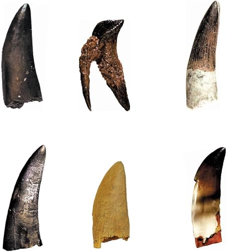 Miniatura 2 de Geoworld Dino collection-6perfecto réplica dinosaurio dientes Kit de Ciencia