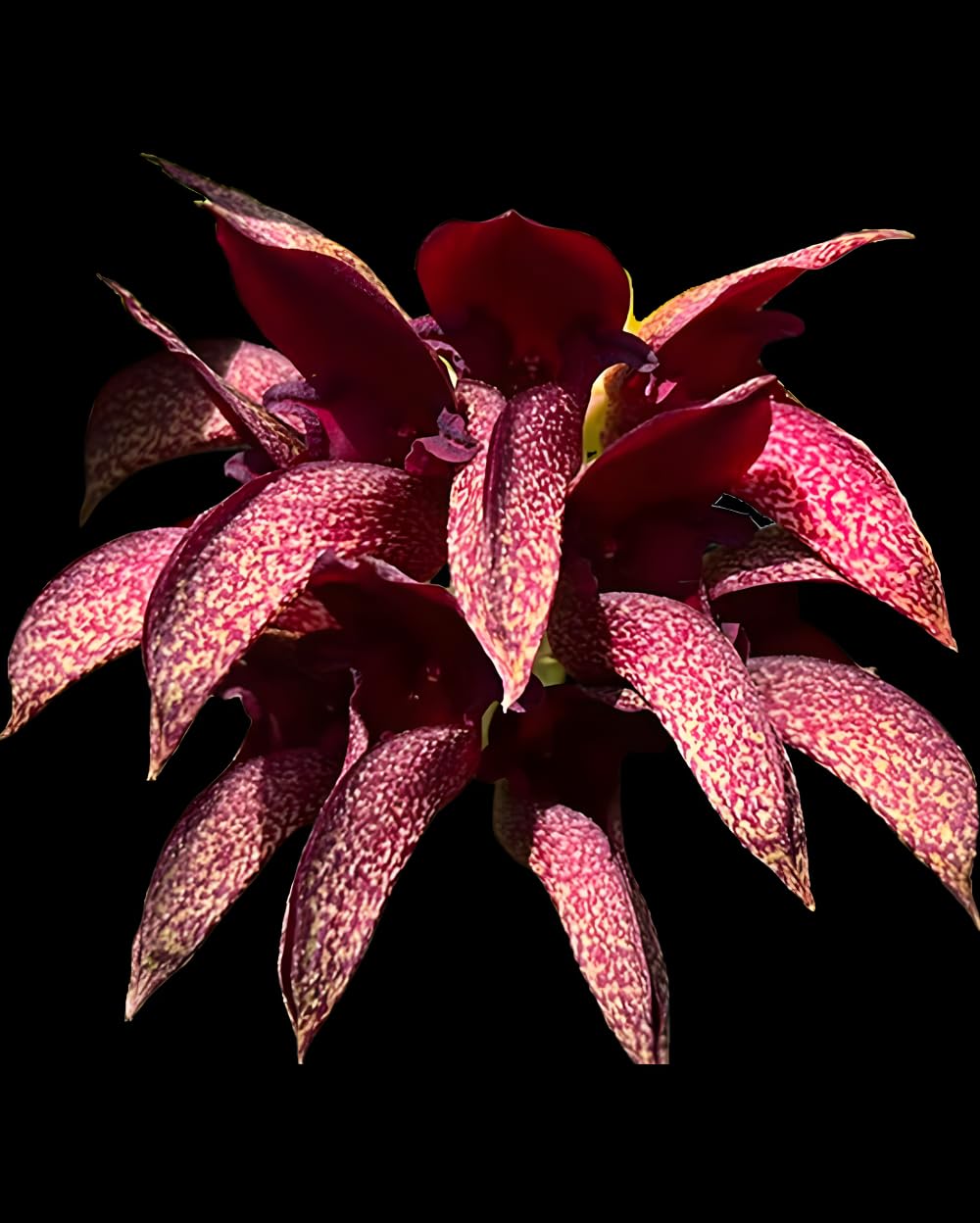 Divine Blossoms Bulbophalaenopsis X Cruentum Hybrid Orchid Without Flowers