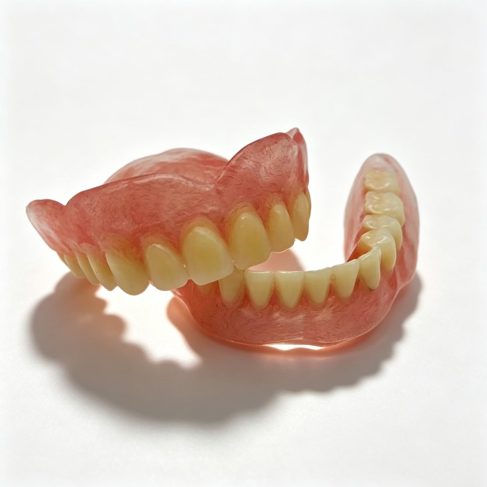 Modello di denti superiori e inferiori, modello di protesi dentaria, modelli didattici dentali adatti per l'istruzione e lo studio
