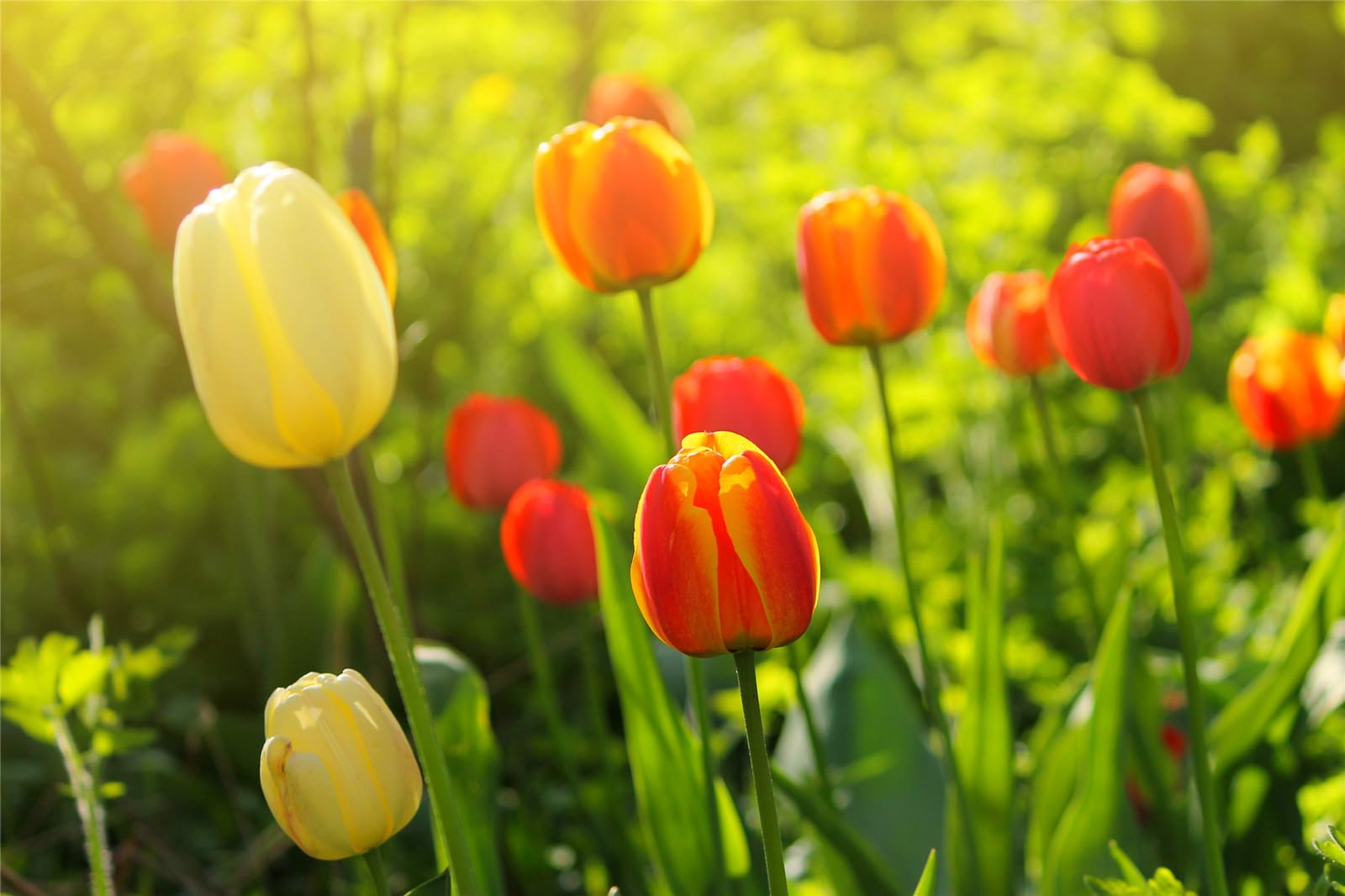 Tulip Bulbs for Planting,Stephania Bulbs Mix,Flowering Rhizome,Excellent Display Indoor Perennial Balcony Garden Bulbs,Tulip Tubers Uk-10bulbs-A