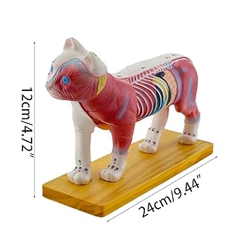 【美品】 猫の解剖図説 Amazon.co.jp: スカイネット 立体パズル 4D VISION 動物解剖 No