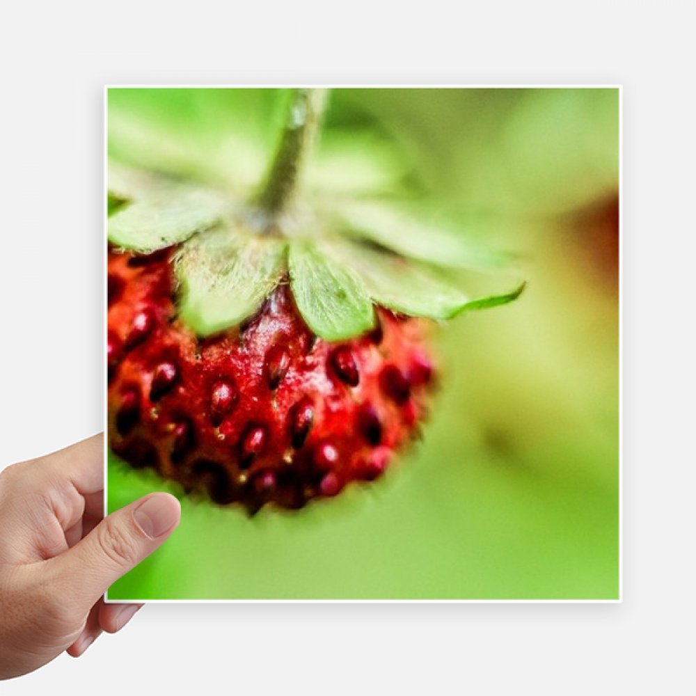 Autocollant de 20cm photo nature pour masquer les rayures de moto