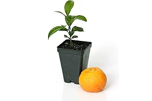 Buy Satsuma Mandarin Tree Starter Plant (Citrus unshiu) Online - 3' - 5'