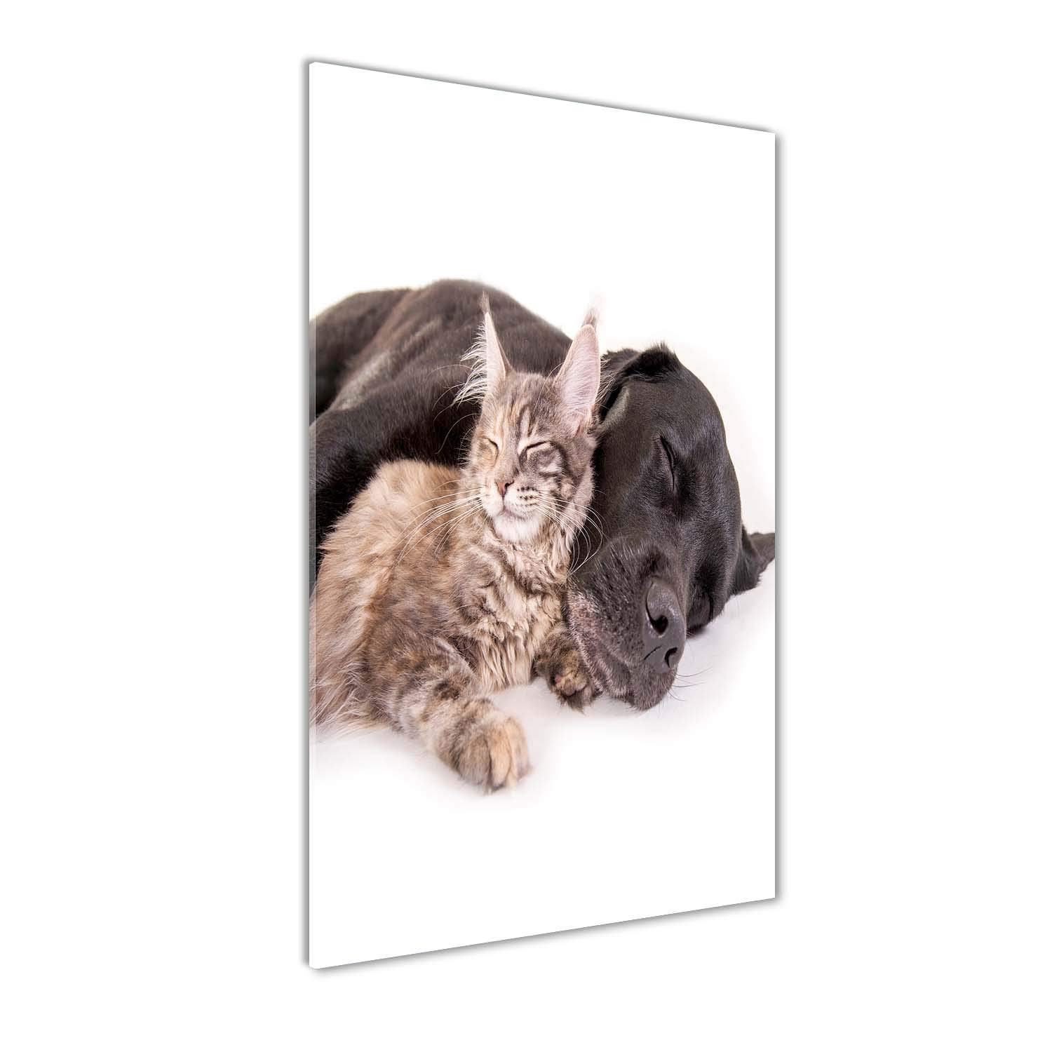 Impression sur verre acrylique 60x120 cm - Tableau mural animaux chat et chien Tulup