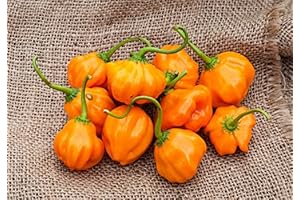 Aji Dulce Orange Heirloom Pepper Premium Seeds
